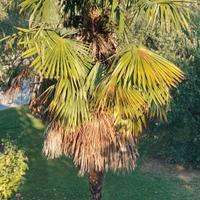 Piante ornamentali (palma, cycas, magnolia)