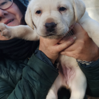 Cuccioli Labrador Retriever con pedigree