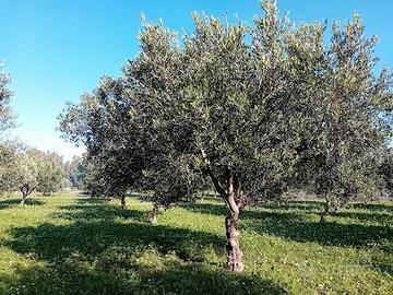 Uliveto con piccola villetta