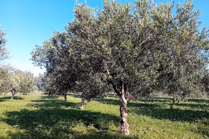 Uliveto con piccola villetta