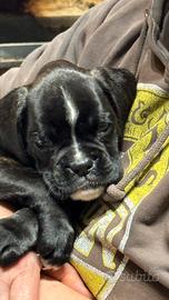 Cucciole boxer