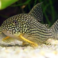 Corydoras