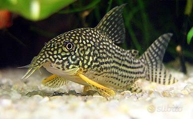 Corydoras