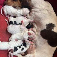 Cucciolo Bassotto Nano