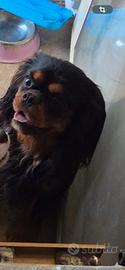 Cavalier king con pedigree enci