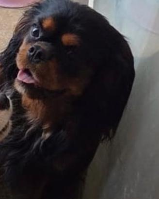 Cavalier king con pedigree enci