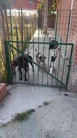 Cani da tartufo