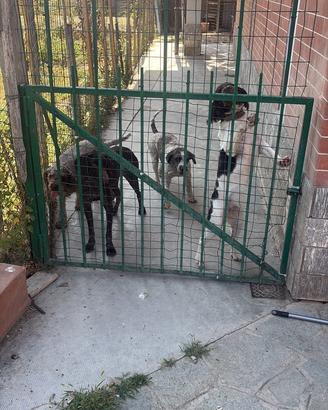 Cani da tartufo