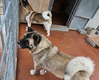 Coppia di Akita
