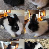 Cuccioli di coniglietti