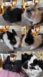Cuccioli di coniglietti