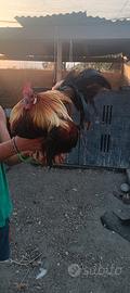 Gallo fenix