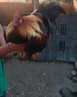 Gallo fenix