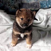 Shiba con PEDIGREE