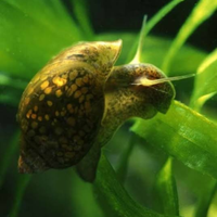 Lumache acquario