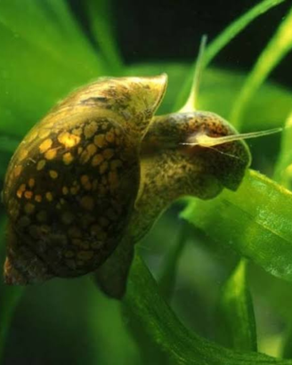 Lumache acquario