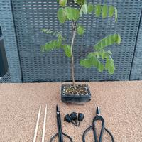 Bonsai kit completo per iniziare