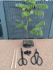 Bonsai kit completo per iniziare