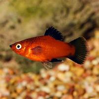 Piante caridin ampullarie acquario