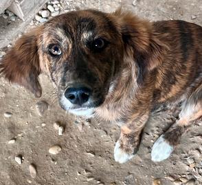 Femmina taglia contenuta