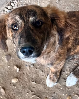 Femmina taglia contenuta