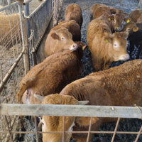 Vitelli limousine e cherolet incroci