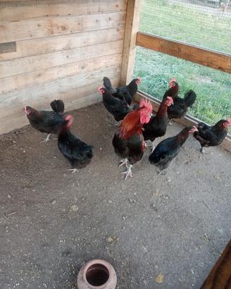 Marans oche