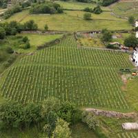Vigneto