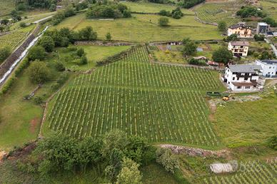 Vigneto
