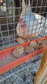 Gallina