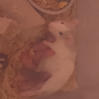 Ratti