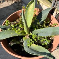 Piante di agave