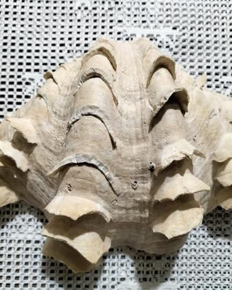 conchiglia tridacna