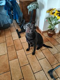 Labrador femmina