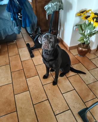 Labrador femmina