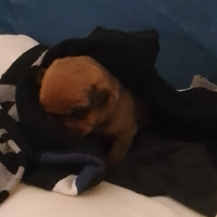 Pitbull e rottweiler e papà