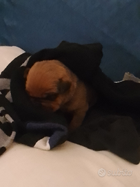 Pitbull e rottweiler e papà