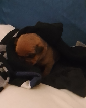 Pitbull e rottweiler e papà