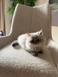 Scottish Straight & Scottish Fold