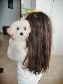 Cuccioli di razza maltese con pedigree enci