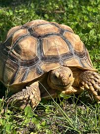 Tartaruga sulcata maschio
