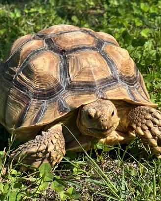 Tartaruga sulcata maschio