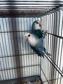 Coppia pappagalli inseparabili