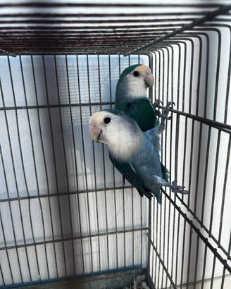 Coppia pappagalli inseparabili