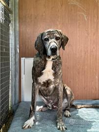 Lillo aspetta una famiglia