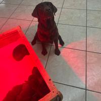 Labrador choccolate