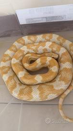 Serpente del grano