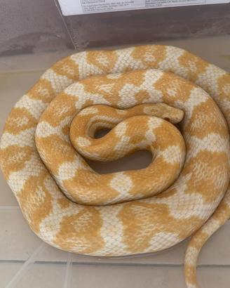 Serpente del grano