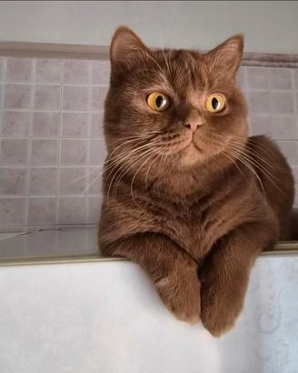 British shorthair