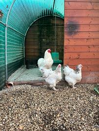 Tris galline brahma columbia